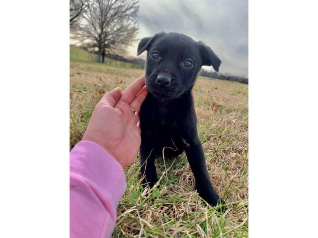 Male Pit / Lab Mix Puppy for rehoming Nashville Puppies for Sale Near Me