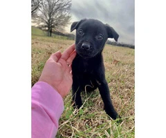 Male Pit / Lab Mix Puppy for rehoming