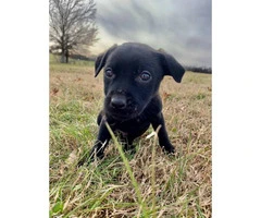 Male Pit / Lab Mix Puppy for rehoming - 2