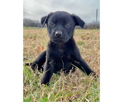 Male Pit / Lab Mix Puppy for rehoming - 3