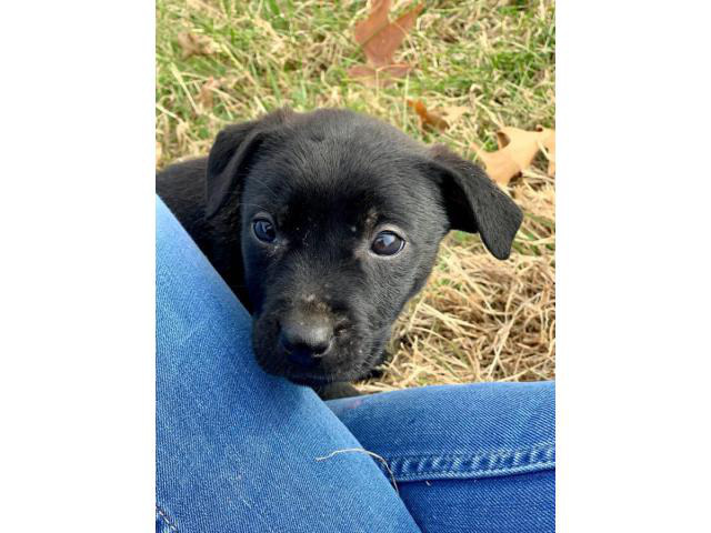 Male Pit / Lab Mix Puppy for rehoming Nashville Puppies for Sale Near Me