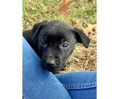 Male Pit / Lab Mix Puppy for rehoming - 4
