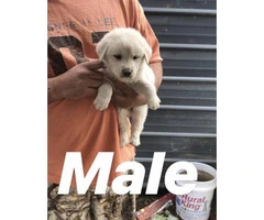 6 weeks old Great Pyrenees Puppies for sale - 2