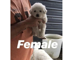 6 weeks old Great Pyrenees Puppies for sale - 3