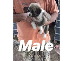 6 weeks old Great Pyrenees Puppies for sale - 4