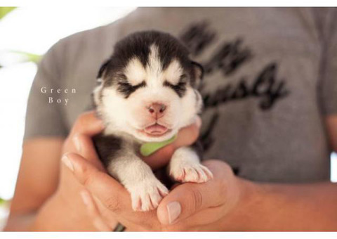 9 Alusky Puppies for Sale