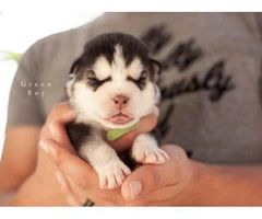 9 Alusky Puppies for Sale