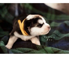 9 Alusky Puppies for Sale - 2