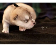 9 Alusky Puppies for Sale - 3