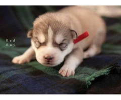 9 Alusky Puppies for Sale - 4