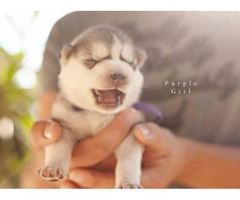 9 Alusky Puppies for Sale - 5
