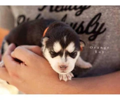 9 Alusky Puppies for Sale - 6