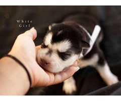 9 Alusky Puppies for Sale - 9