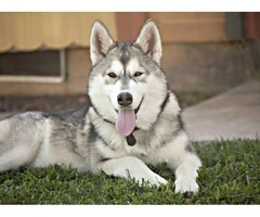 9 Alusky Puppies for Sale - 10