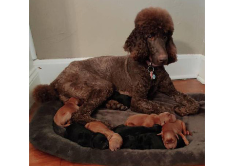 Standard Irish doodle puppies for adoption