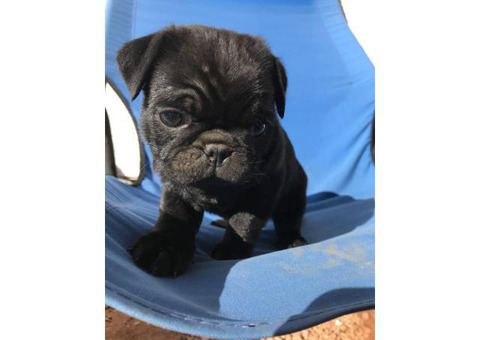 2 months old black pug puppy for sale