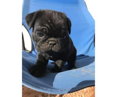 2 months old black pug puppy for sale