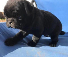 2 months old black pug puppy for sale - 4