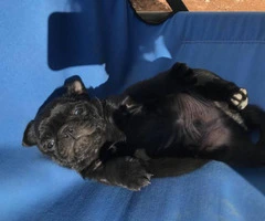 2 months old black pug puppy for sale - 5