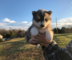 Full-blooded Siberian husky puppies for rehoming - 4