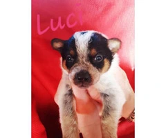 12 lovely blue Heeler puppies for sale