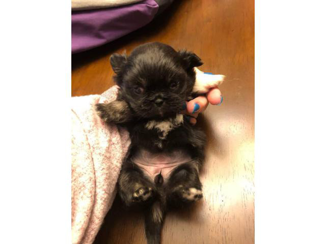 2 Pekingese Babies For Adoption In Memphis Tennessee Puppies For Sale Near Me