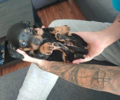 3 female mini dachshunds for rehoming with their parents