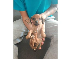 3 female mini dachshunds for rehoming with their parents - 2