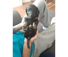 3 female mini dachshunds for rehoming with their parents - 3