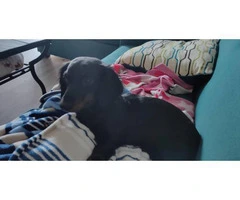 3 female mini dachshunds for rehoming with their parents - 4
