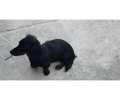 3 female mini dachshunds for rehoming with their parents - 5
