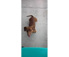 3 female mini dachshunds for rehoming with their parents - 6