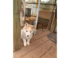 Charming white and red and piebalds pure bred husky puppies - 2