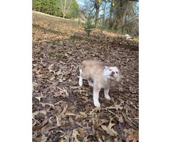 Charming white and red and piebalds pure bred husky puppies - 5