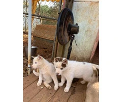 Charming white and red and piebalds pure bred husky puppies - 6