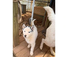 Charming white and red and piebalds pure bred husky puppies - 9