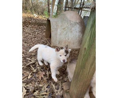 Charming white and red and piebalds pure bred husky puppies - 10
