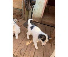 Charming white and red and piebalds pure bred husky puppies - 11