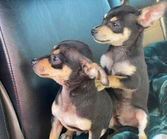 2 male brown and black standard chihuahua puppies