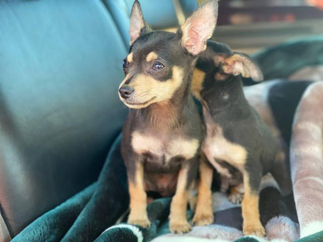 2 male brown and black standard chihuahua puppies in