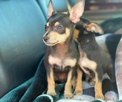 2 male brown and black standard chihuahua puppies - 2