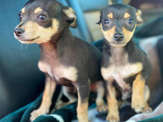 2 male brown and black standard chihuahua puppies in