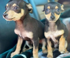 2 male brown and black standard chihuahua puppies - 3