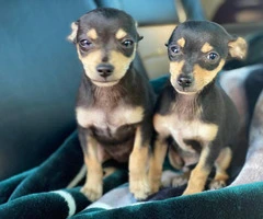 2 male brown and black standard chihuahua puppies - 4
