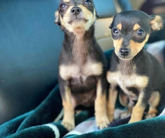 2 male brown and black standard chihuahua puppies - 5