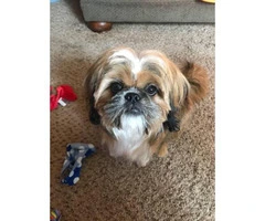 Male Shih tzu puppy needs a new home - 1