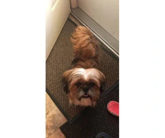 Male Shih tzu puppy needs a new home - 3