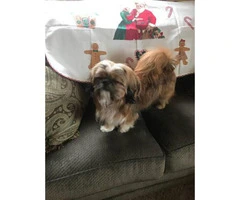 Male Shih tzu puppy needs a new home - 5