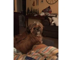 Male Shih tzu puppy needs a new home - 6