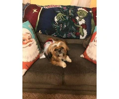 Male Shih tzu puppy needs a new home - 7